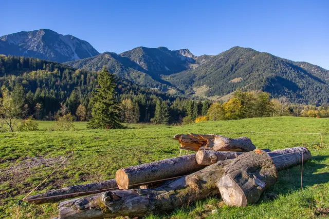 Stacked tree trunks on a meadow in front of forested mountains