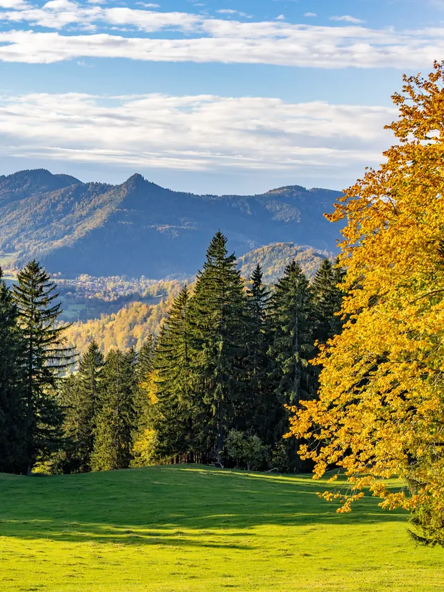 Autumn-colored tree beside a pine forest with a mountain range behind