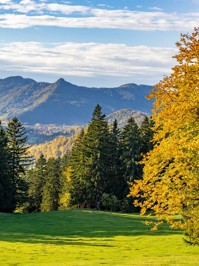 Herbstlicher Baum am Waldrand mit Blick auf Berge
