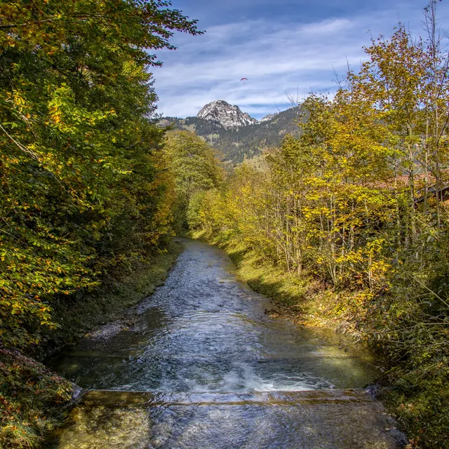 Stream flowing through an autumn-colored forest
