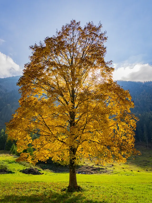 Einzelner Baum mit gelbem Herbstlaub auf grüner Wiese