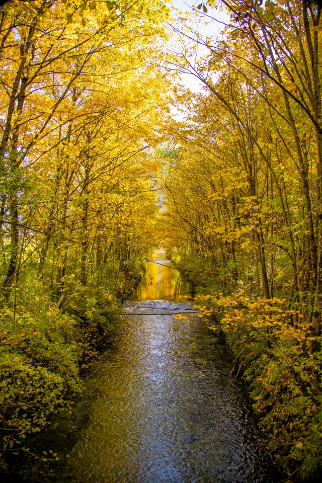 Bach fließt durch herbstlich gefärbte Allee