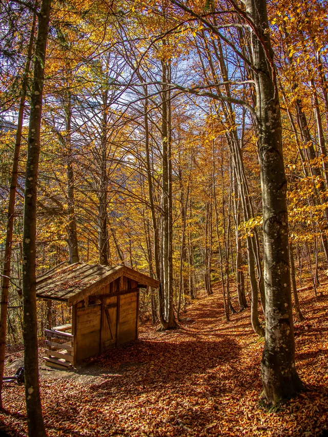 Wooden hut by a forest path in an autumn beech forest with yellow leaves