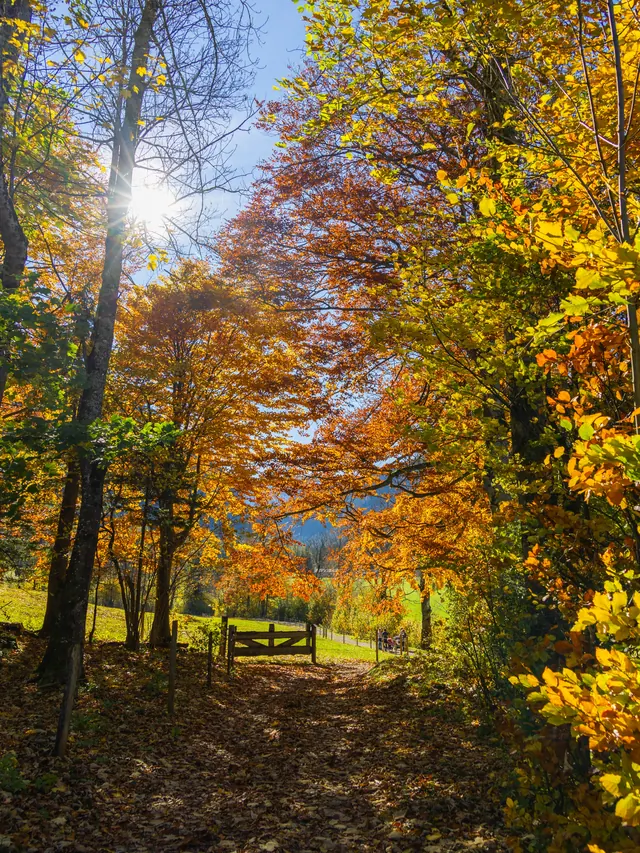 Autumn-colored tree-lined path with sunlight filtering through the branches