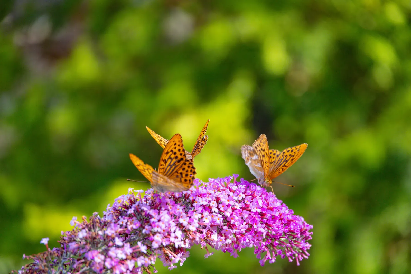 Schmetterling am Minigolfplatz