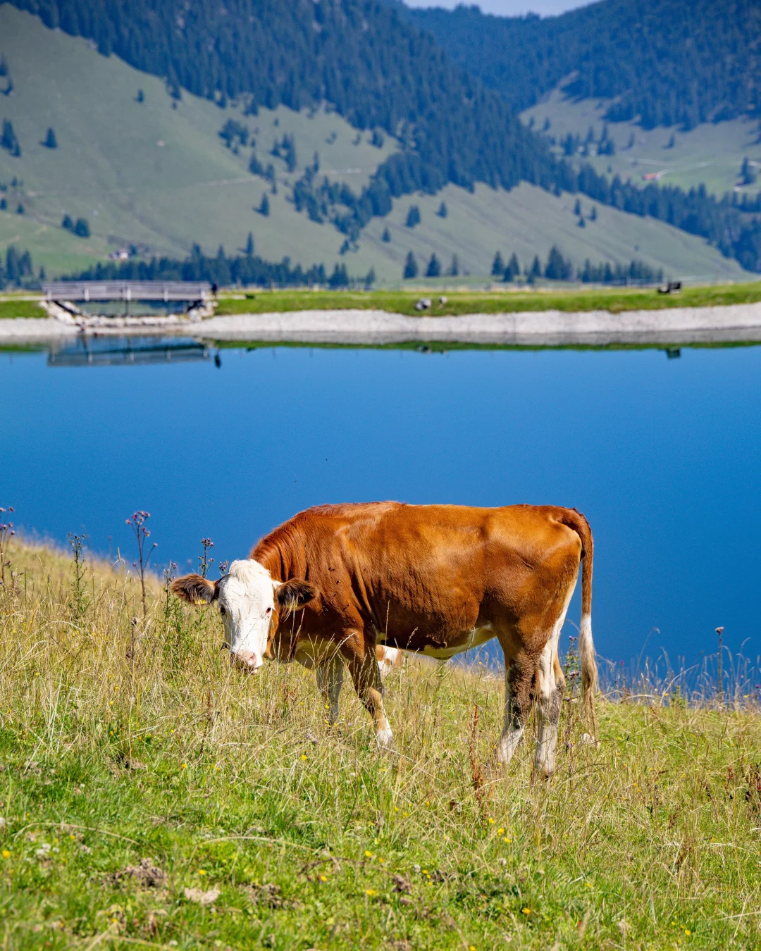 Beitrag von Treffpunkt Bayrischzell