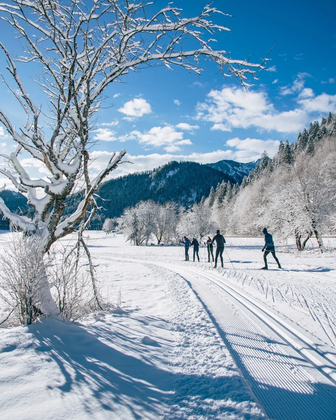 Wintertag an der Loipe