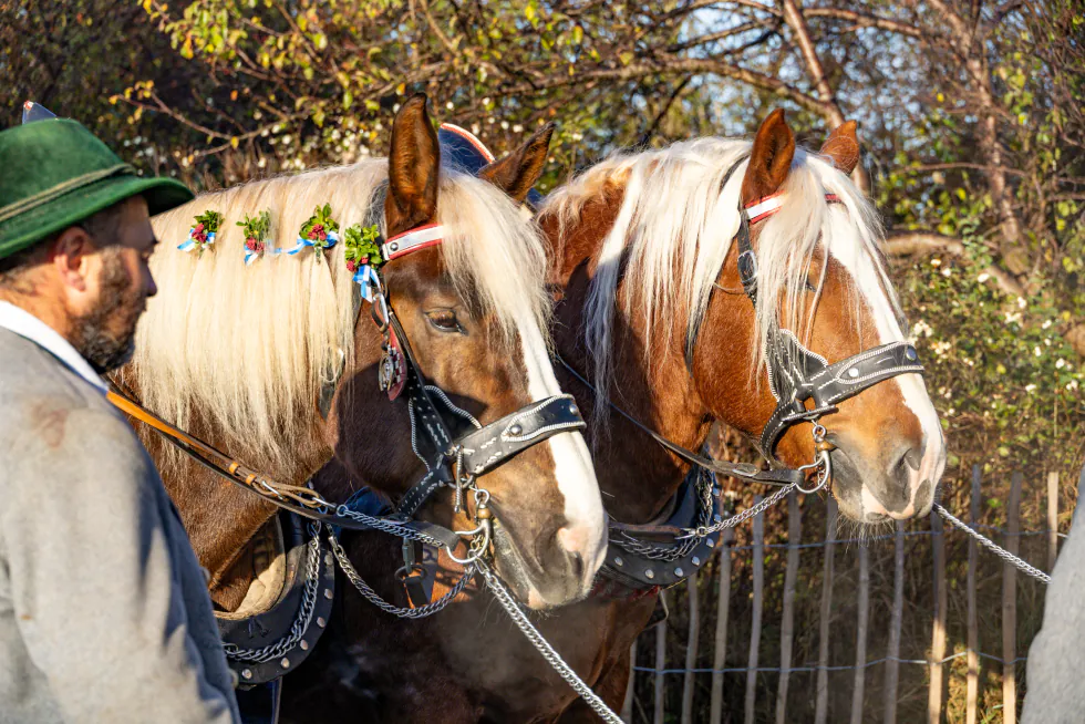 Haflinger mit Blumenschmuck in der Mähne