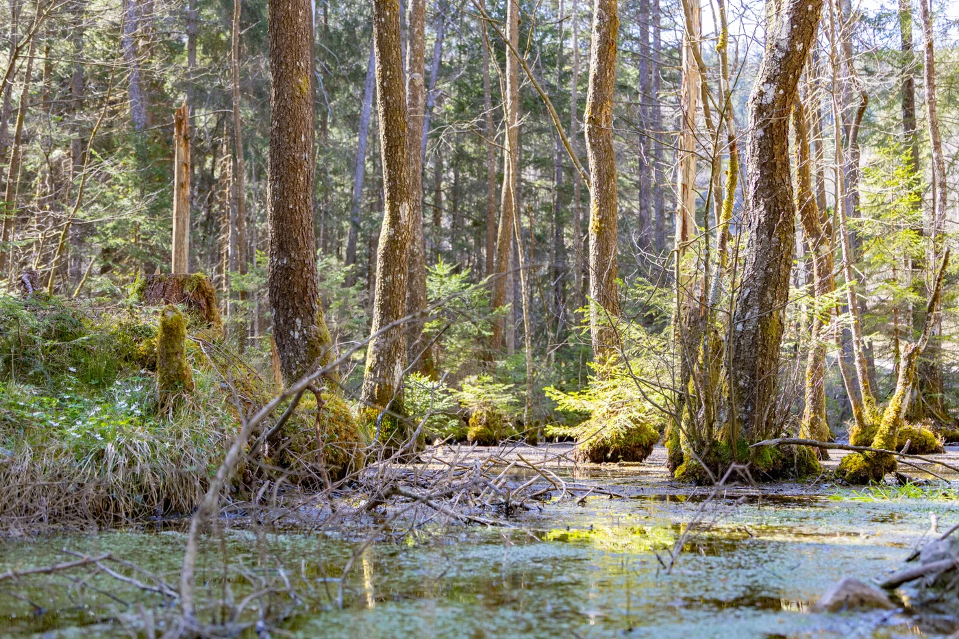 Forest mood in the Fairytale Forest, with beautiful light filtering through the trees