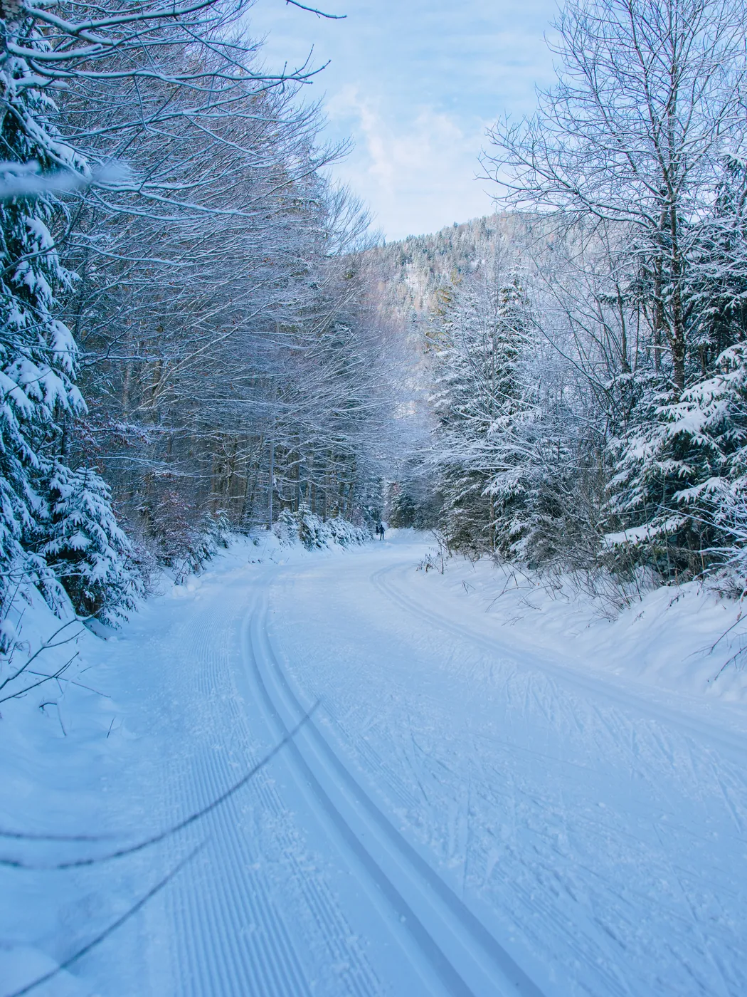Durch den verschneiten Wald